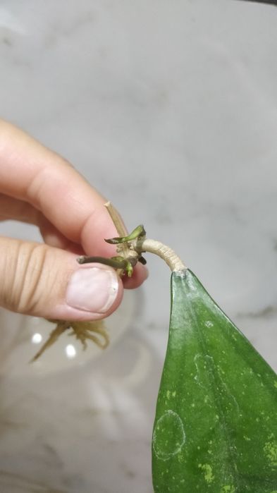 Hoja hoya pottsii