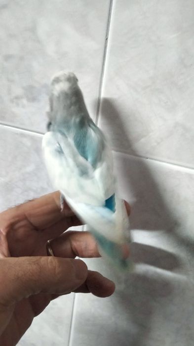 Agapornis e caturra  domésticados