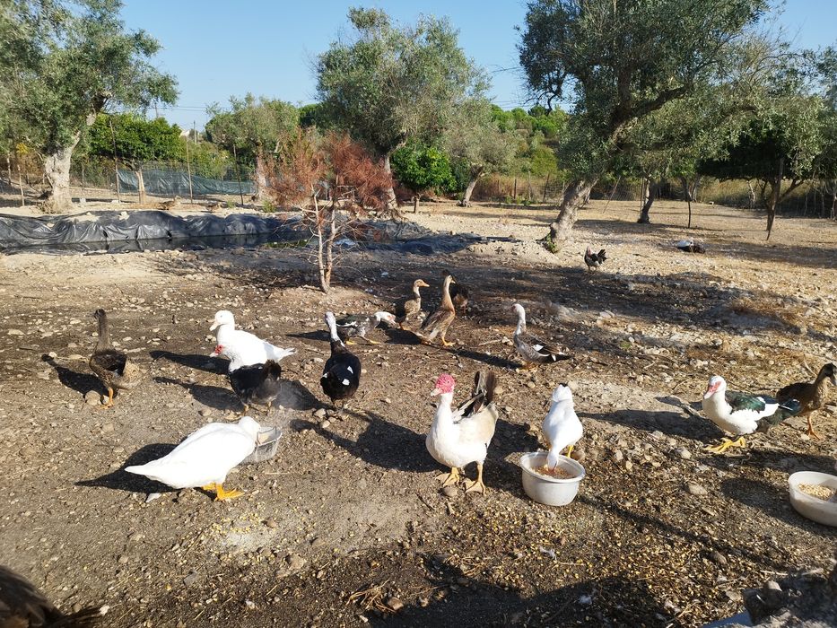 Vendo  várias raças de patos