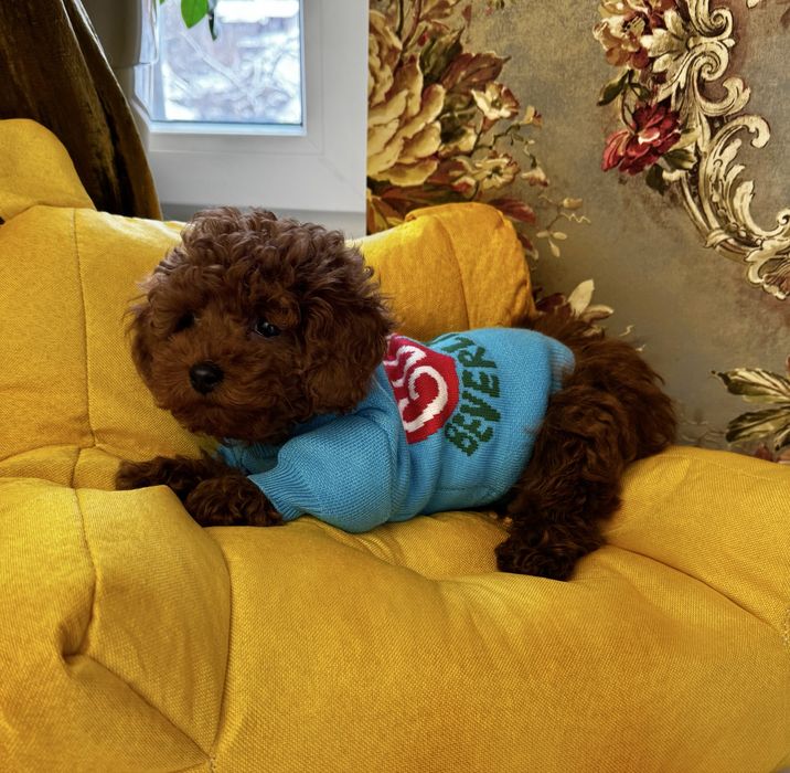 Red Browns з baby- face , тікап дівчинка