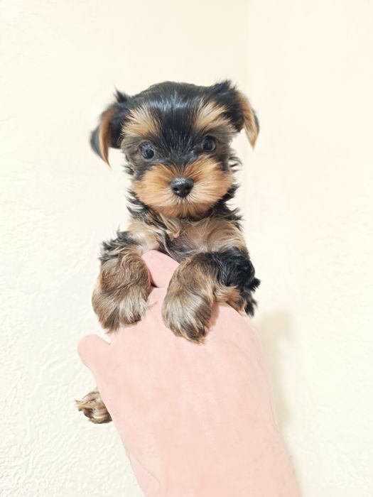 Йоркшиский терьер дітлахи