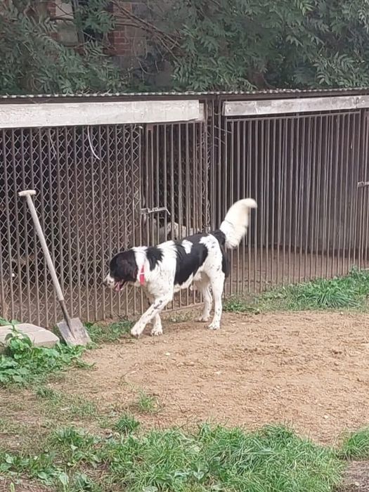 Miś w typie Leonbergera