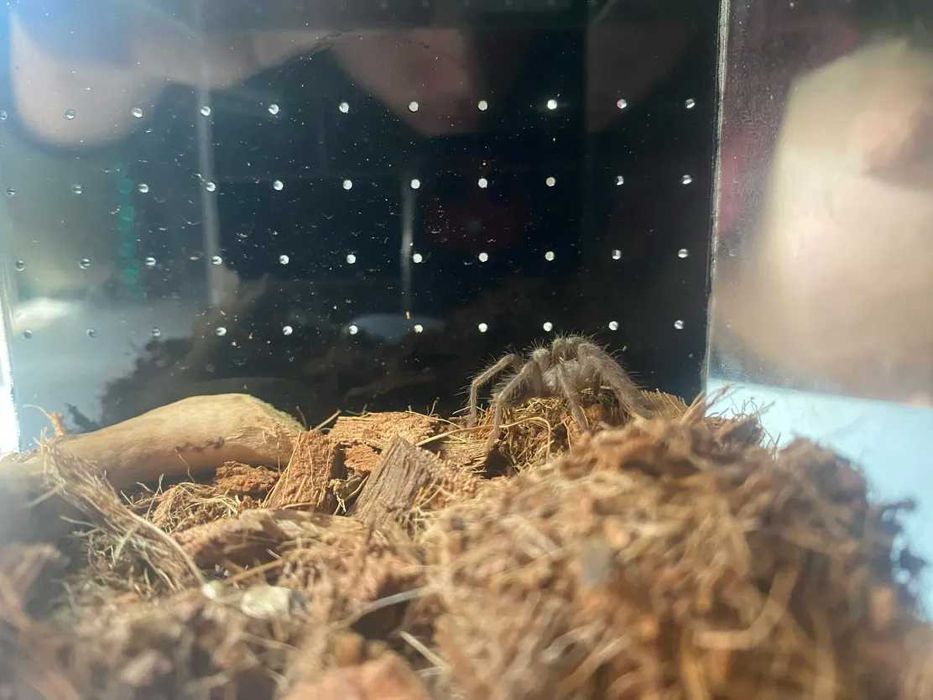 Sprzedam 2 Ptaszniki Pajęczaki