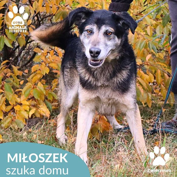 Miłoszek szuka domu!
