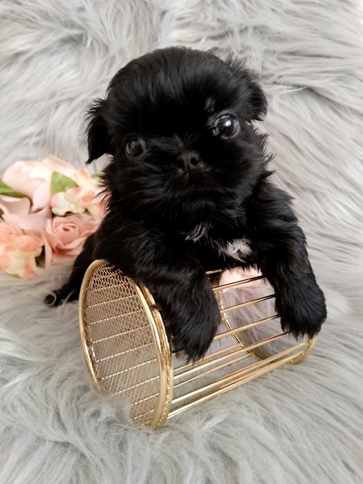 Piękna czarna suczka mini szuka nowego domku Shih-Tzu