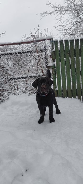 Цуценята Лабрадор ретрівер КСУ