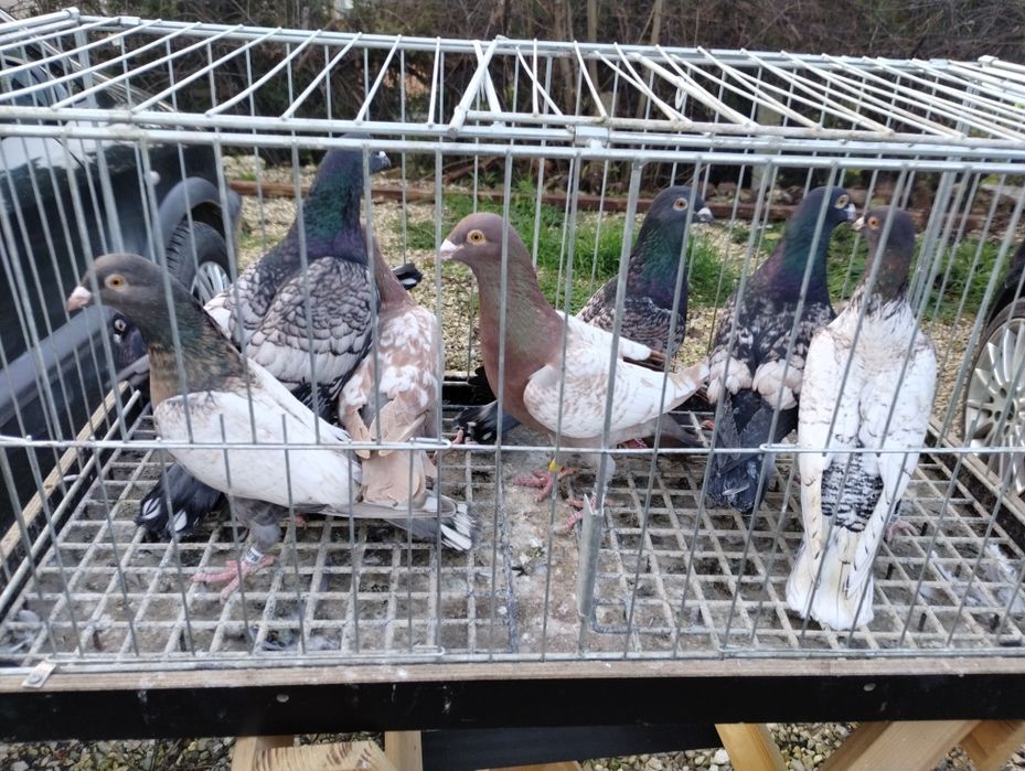 Sprzedam gołębie frill