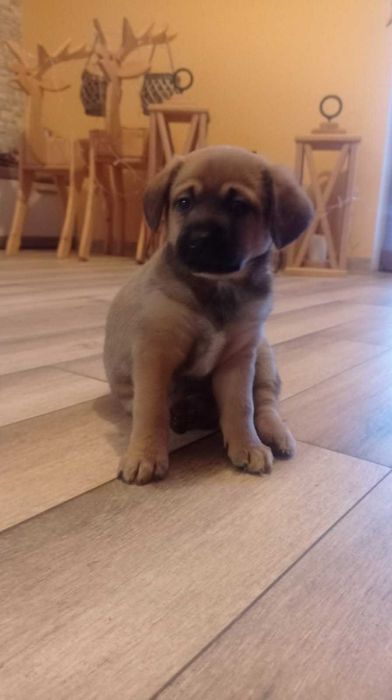 Oddam cudne pieski !