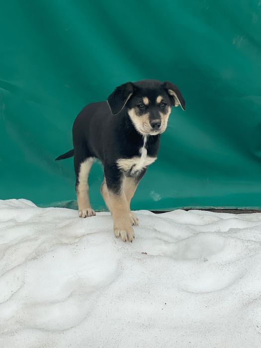 Віддам цуценя в добрі руки