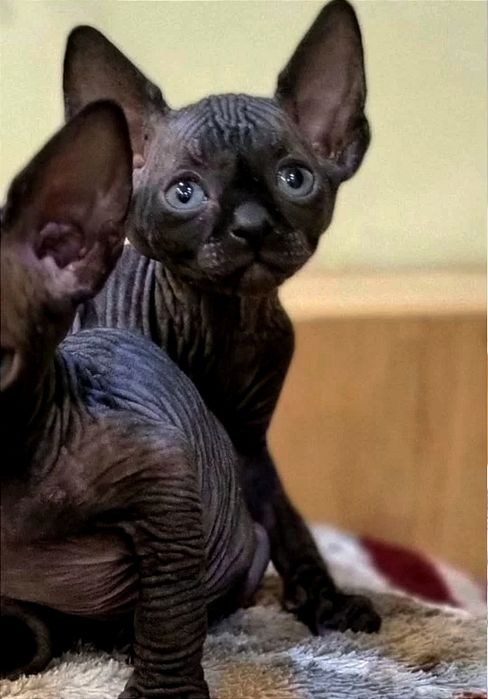 Шикарные канадцы мальчики и девочки