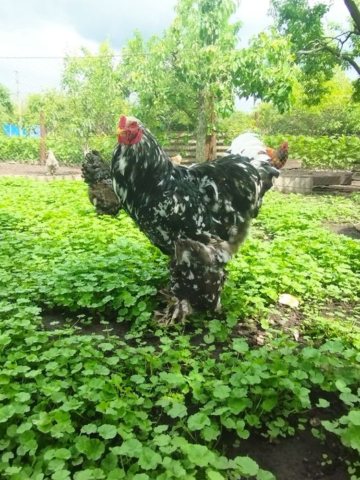 Інкубаційні яйця курей брама мрамор