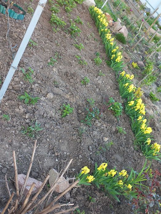 Ірис бордюрний карликовий жовтий