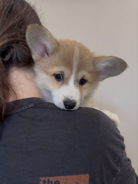 Дівчинка і хлопчики вельш корг