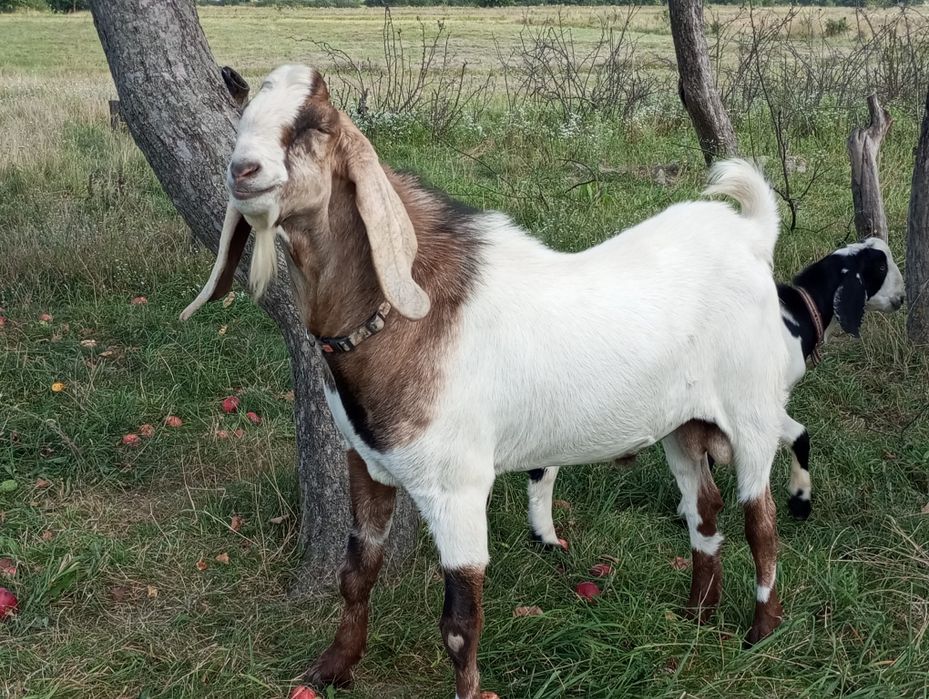 Козенята каморі-нубійські