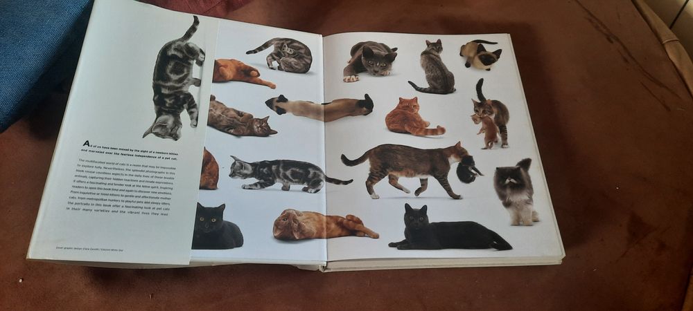 A CAT'' S LIFE edicao de soberbas fotografias  by Jane Burton