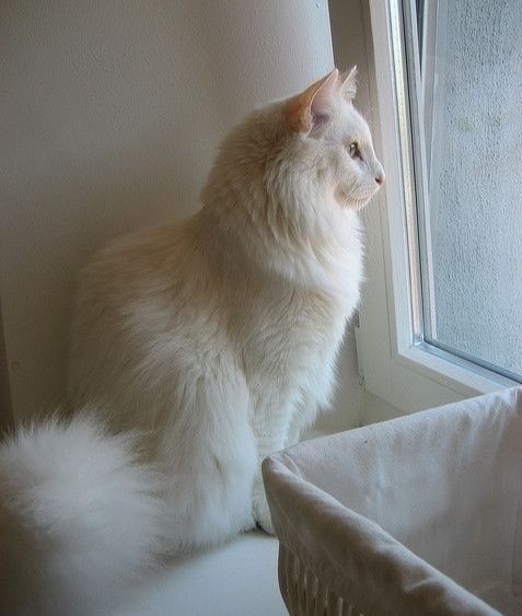 Зник котик!!! Допоможіть знайти!!!