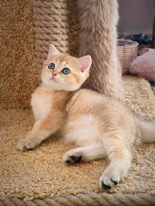 Золота шиншила. Британське кошеня