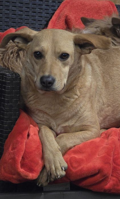 15kg sunia do adopcji