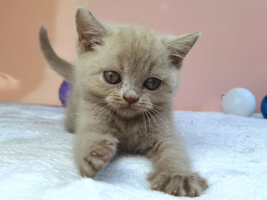 Лиловая шотландская кошечка с документами и прививками