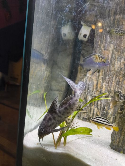 giętkoząb wielkopłetwy