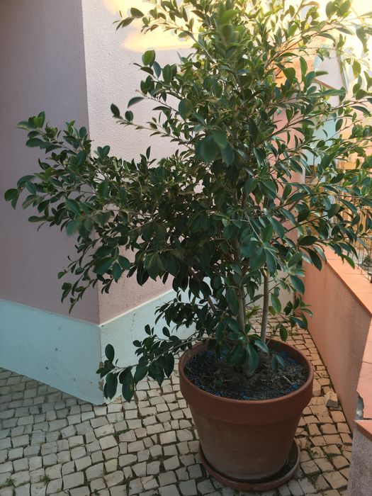 Ficus Ginseng -planta *** NOVO PRECO****