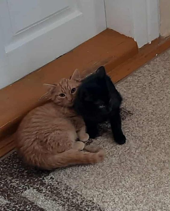 Oddam trzymiesięczne kotki