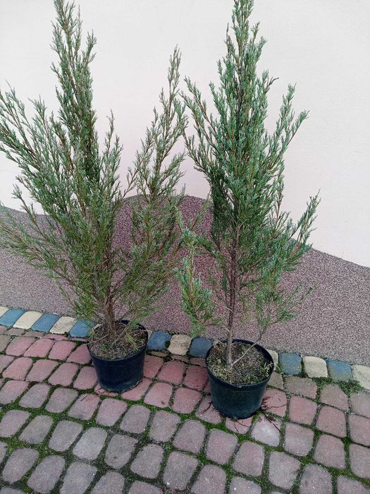 Sprzedam rośliny ozdobne