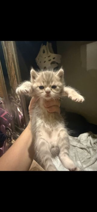 Продаються кошинята