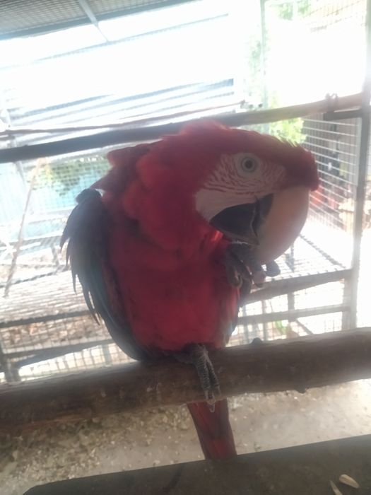 Arara cloptera macho