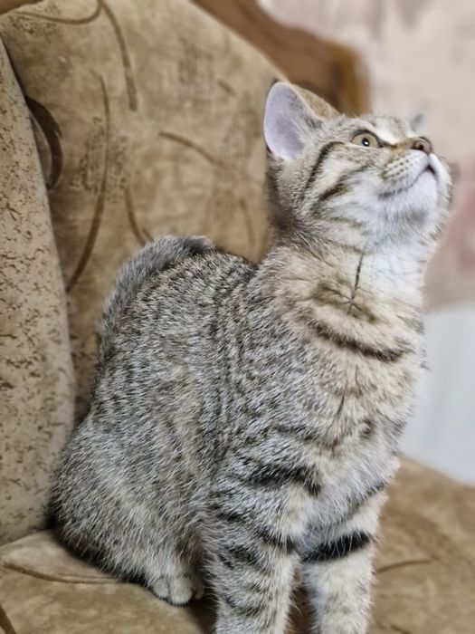 Шотландські котенята