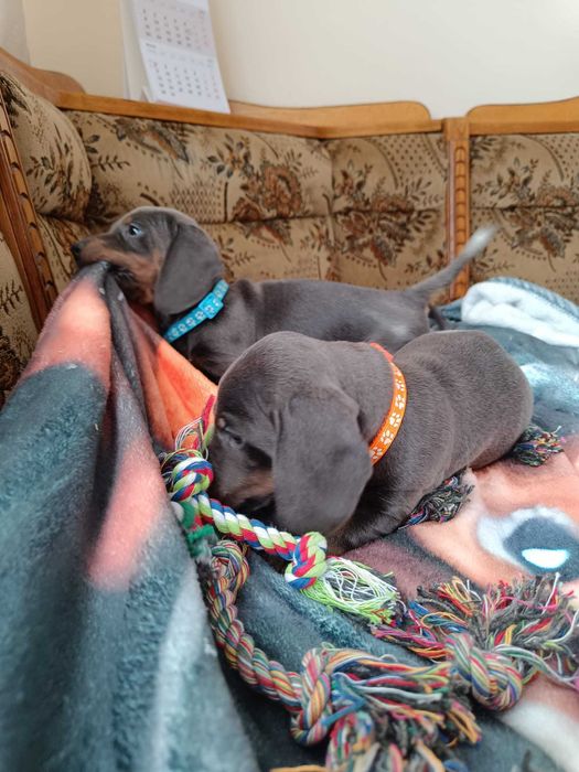 Jamnik krótkowłosy minatura blue tan Suczka - kira