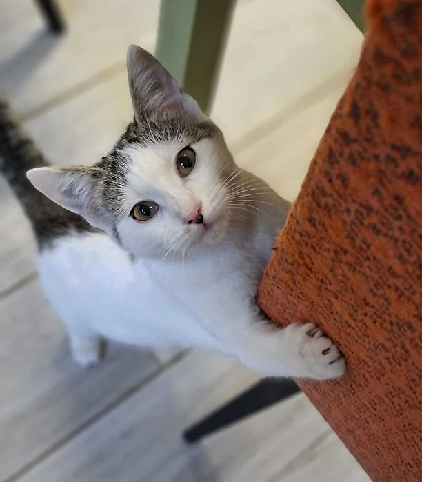 Kochana Irenka szuka wspaniałego domu