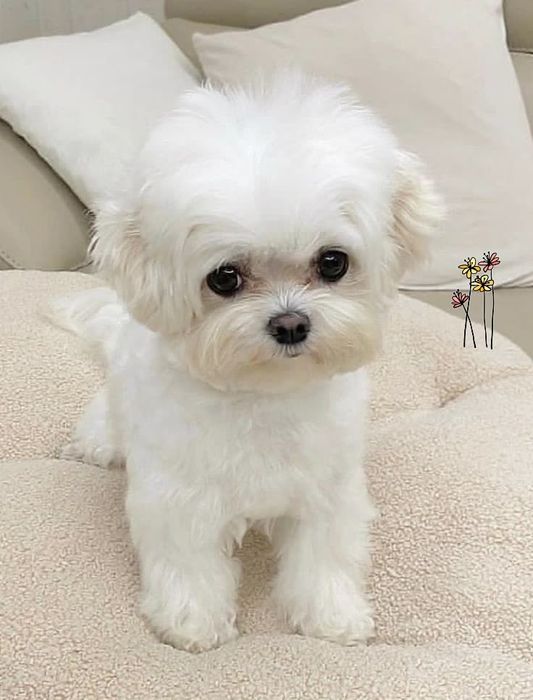 Милашки девочки мальтипу. В белом окрасе