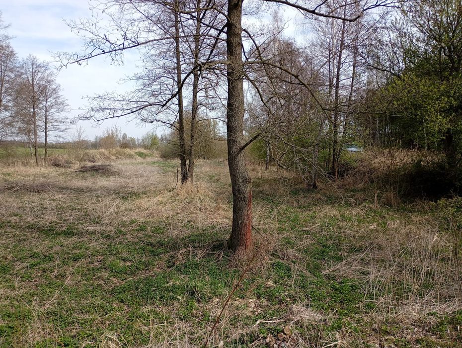 Łąka Bieliki sprzedam