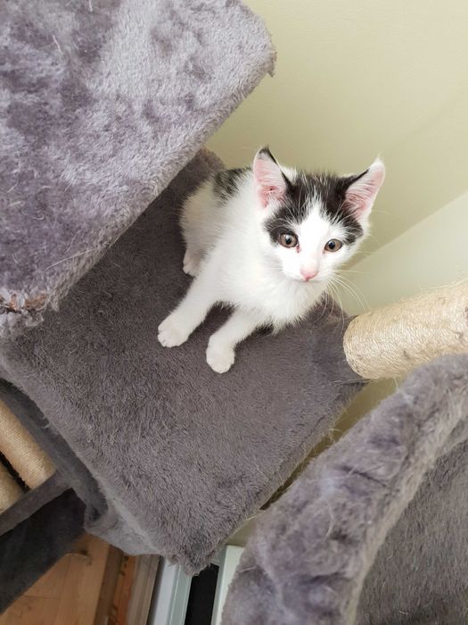 Tolo zawadiaka koteczek malusi