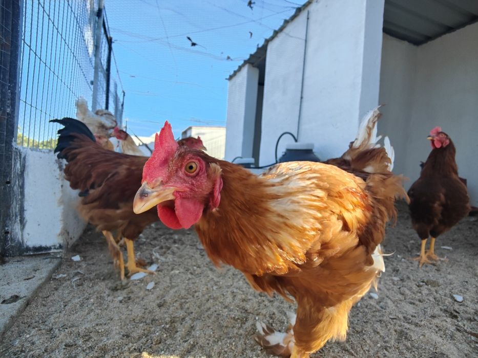 Galos híbridos prontos para reproduzir