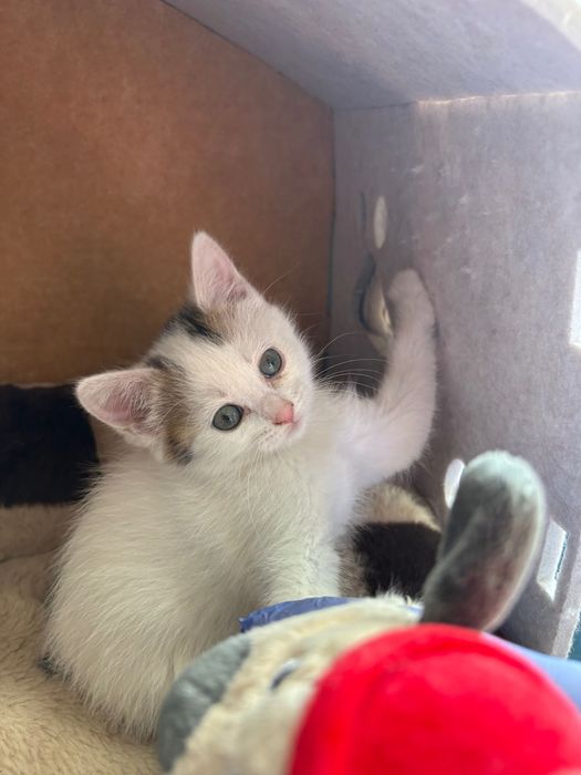 Віддаємо котиків в добрі руки