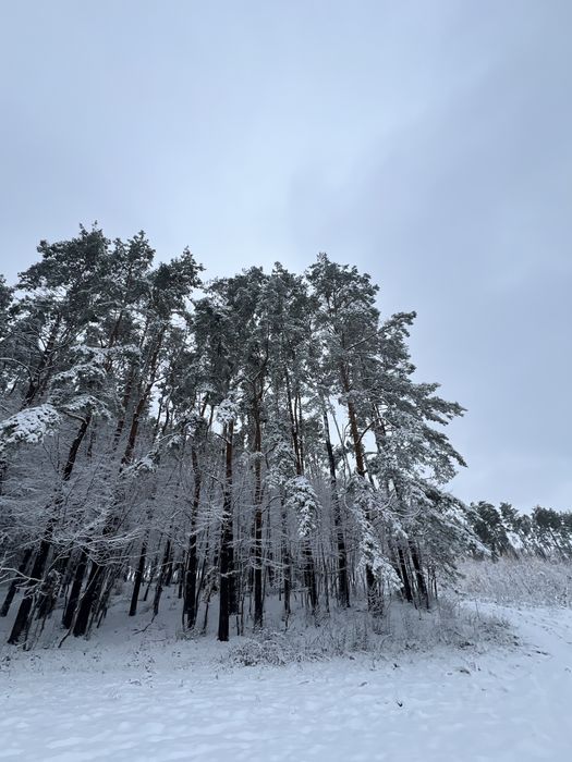 22 сотих у центрі соснового лісу! Хмельницький