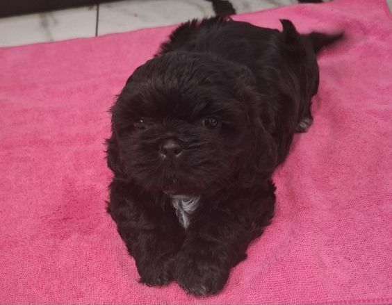 Śliczna Sunia Shih tzu
