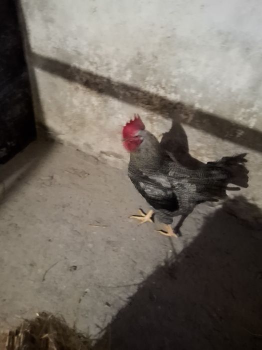 Koguty z wolnego wybiegu