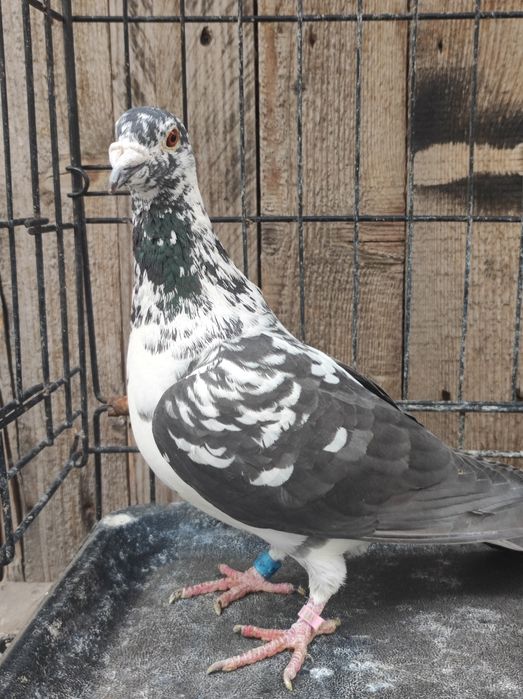 Golob gołębie pocztowy pocztowe tygrys