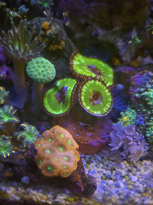 Palytoa Grandis blue moon