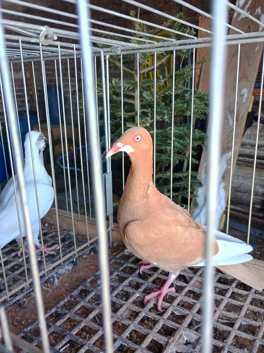 Brudka żółta samica