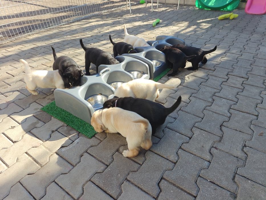 Labrador Retriever suczka