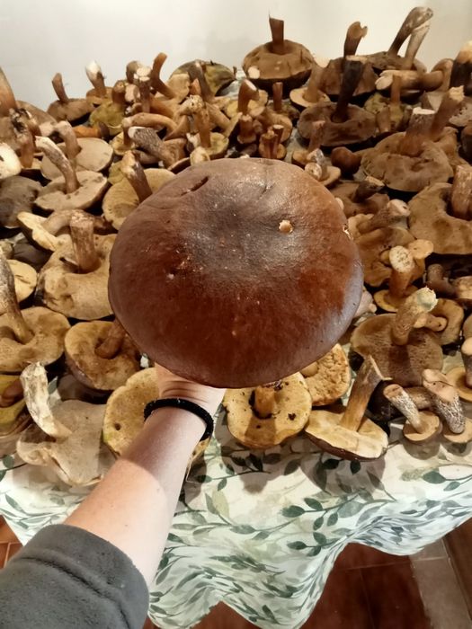 Cogumelos boletos frescos