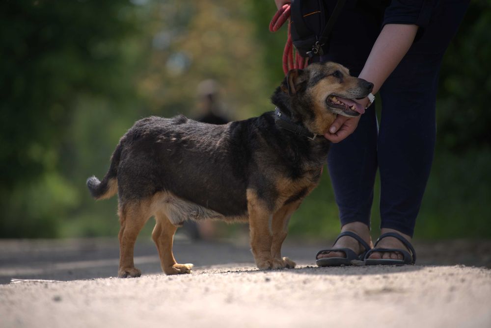 Tropi - spokojny niewielki pies do adopcji