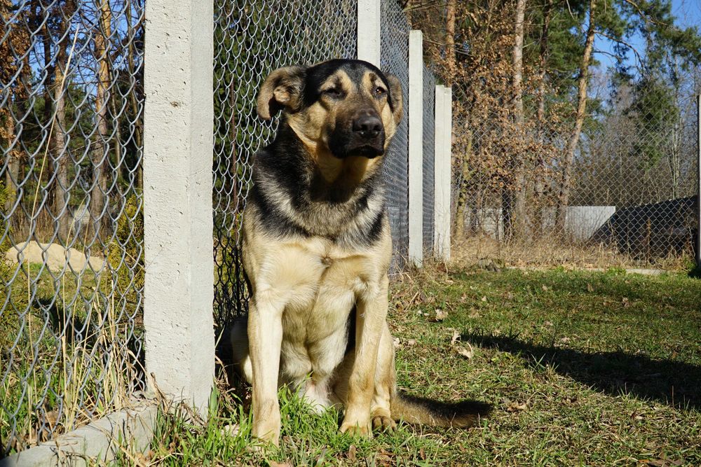 Alert - pies szuka domu