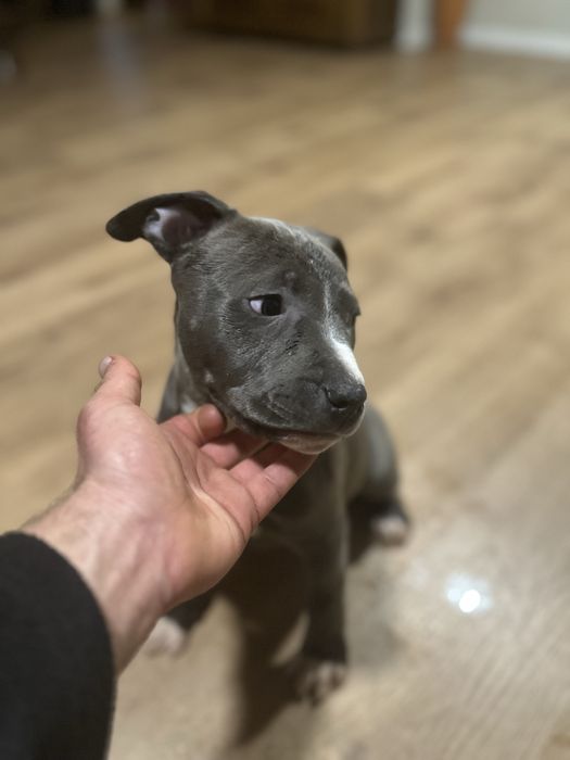 American staffordshire terrier