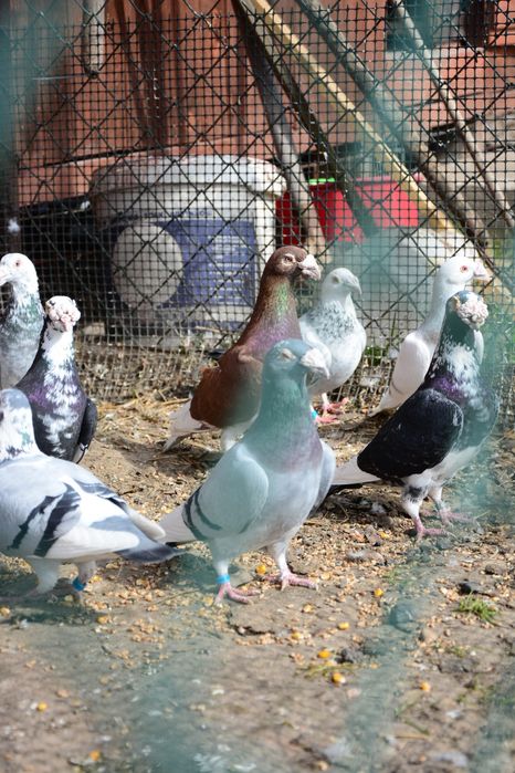 Gołębie Staropolskie