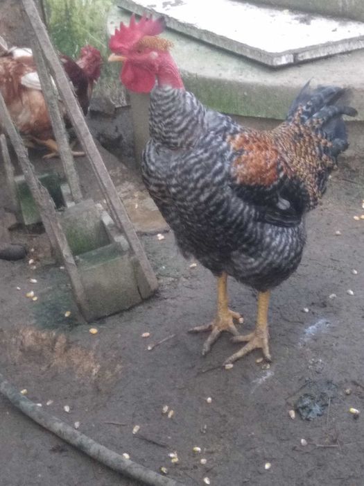 Ovos para consumo,e para incubadora